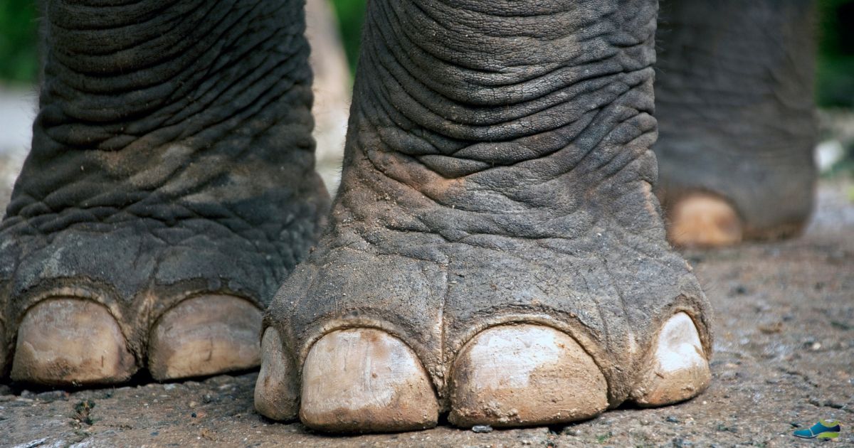 what are wide feet